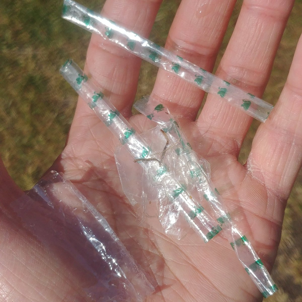 Mill Meadows this morning walking the dog. I always pick up the small bits of plastic litter first, before they blow into the River &amp; end up in the Ocean. I picked up this without having to take a single step from the spot on which I was standing 😢.