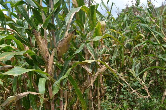 hivosrosa's tweet photo. #Maize failure an opportunity for other crops in #Zambia @hivos @wchilufya https://t.co/csuVsv19DM https://t.co/8iqjOGpnKF
