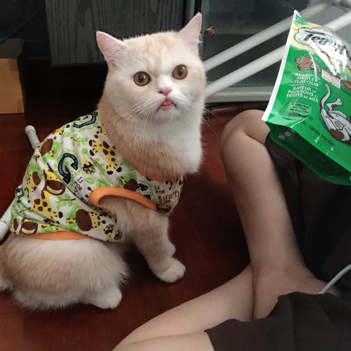 MrLucille's tweet photo. สนิทกันทันที ไม่เรียกก็วิ่งมาหา แค่ถือถุงขนม https://t.co/OEs7GJopj2