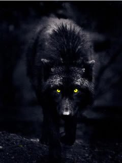 Old Irish accounts say púcas used to be everywhere, especially near ancient stones. They were wicked & fickle, often taking the form of wild animals, always with pitch black fur. 

But the púca can't change its golden eyes. 

#folklorethursday #irishmythology #wolf