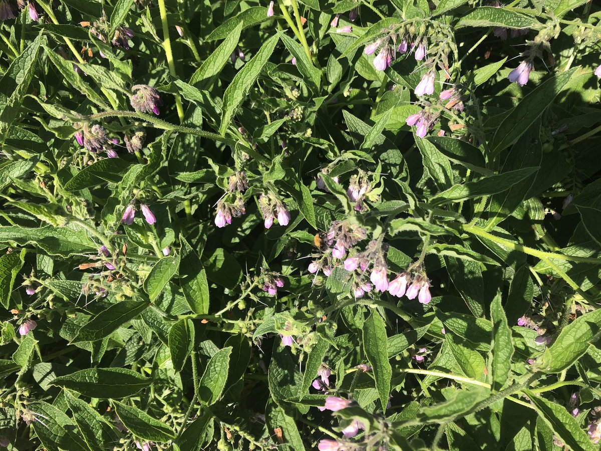 This is what I was tweeting about yesterday, whilst out for my run this morning noticed how the bees are loving the uncut verges by the river Lark <a href="/GreenerG/">Greener Growth CIC</a> isn’t this great: