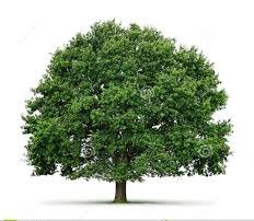 HHFT Digital Care (@hhftdigitalcare) on Twitter photo Since it's launch, nearly 100,000 letters have been sent electronically using ePR to GP's instead of posting paper copies. Not only has this tool saved time and money - but also the equivalent of 11 trees worth of paper! <a href="/HHFTnhs/">Hampshire Hospitals</a> Since it's launch, nearly 100,000 letters have been sent electronically using ePR to GP's instead of posting paper copies. Not only has this tool saved time and money - but also the equivalent of 11 trees worth of paper! <a href="/HHFTnhs/">Hampshire Hospitals</a>