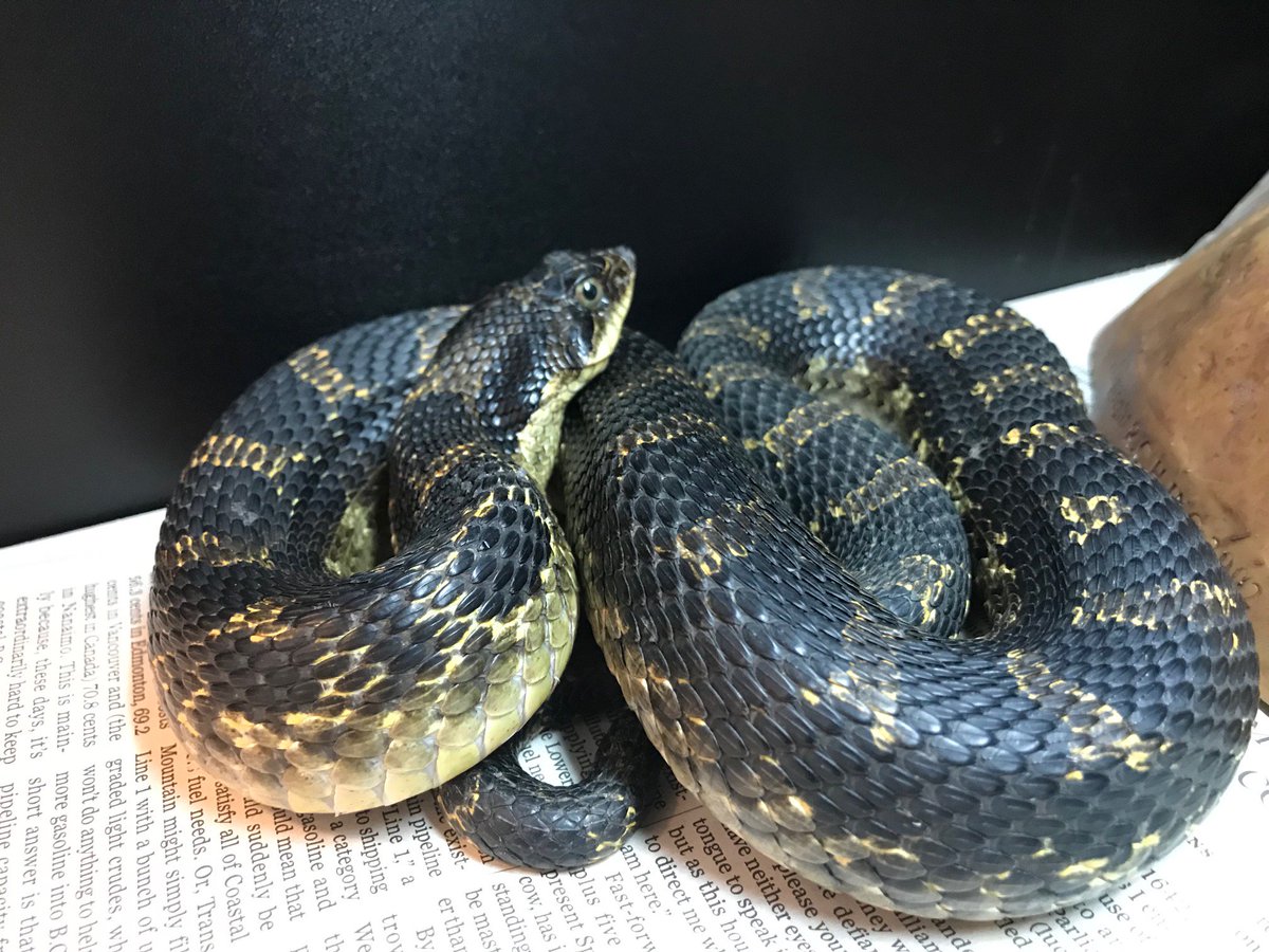 salthaven_org's tweet image. A hognose snake suffered minor injuries after getting entangled in a fence. DYK? Hognose snakes will flatten their necks like a cobra when provoked. If continuously provoked, they’ll roll over &amp;amp; play dead. #Salthaven #ldnont #hognosesnake