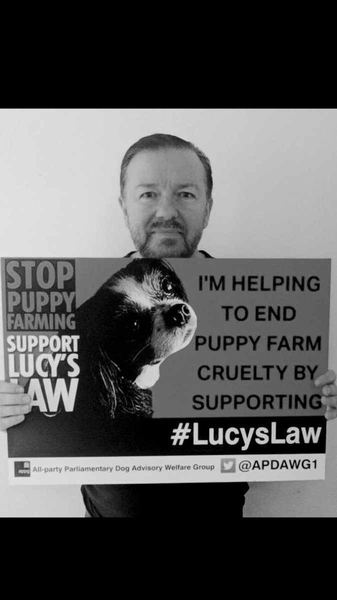 You did it! The #LucysLaw campaign to end puppy and kitten farming, was made into law in Parliament! Thanks to all my animal-loving supporters and animal welfare campaigners for helping to end animal cruelty :) #wheresmum #adopt