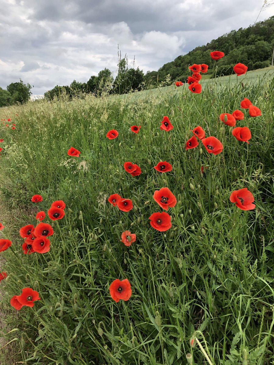 #poppies Seems appropriate for today #rothenburgobdertauber #germany