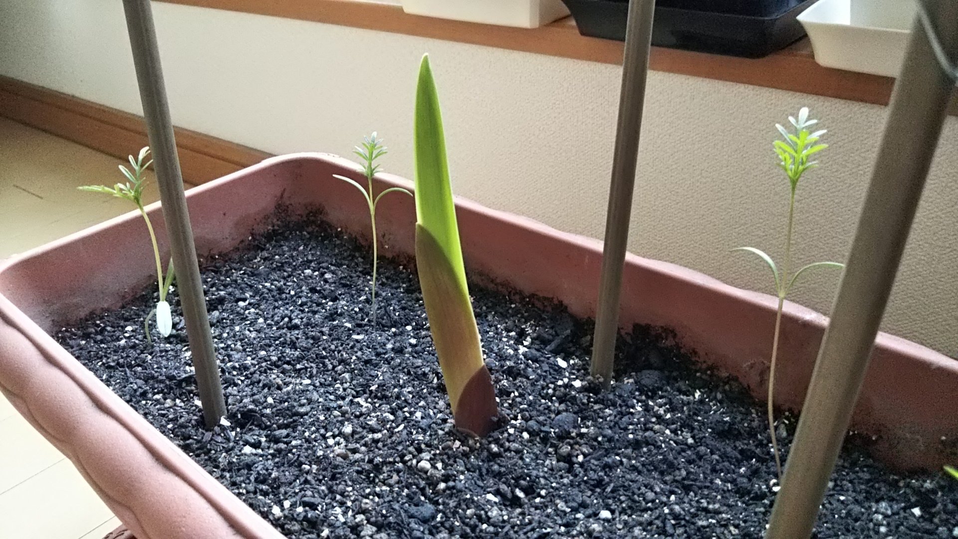 押し花雑貨 Nago グラジオラス は支柱の意味が無くなるほど伸びています 笑 もうそろそろ花芽が出てきそうかな T Co Vawfxjlqcw Twitter