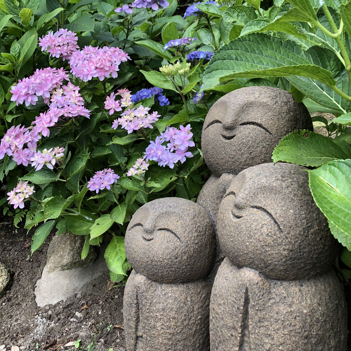hoshiromi's tweet photo. #鎌倉 #長谷寺 でお地蔵様の優しいお顔をみていると、なんだか幸せな気持ちになりました😊💓
 #紫陽花 は満開ではなかったけれど様々な種類＆色の花が咲き、綺麗でした！

#インスタ 写真はこちら👉
https://t.co/J4INzffxiz

#travel #japan #iphonephoto #kamakura #hydrandea  #flower  #公家イヌ https://t.co/0F9PFj2Law