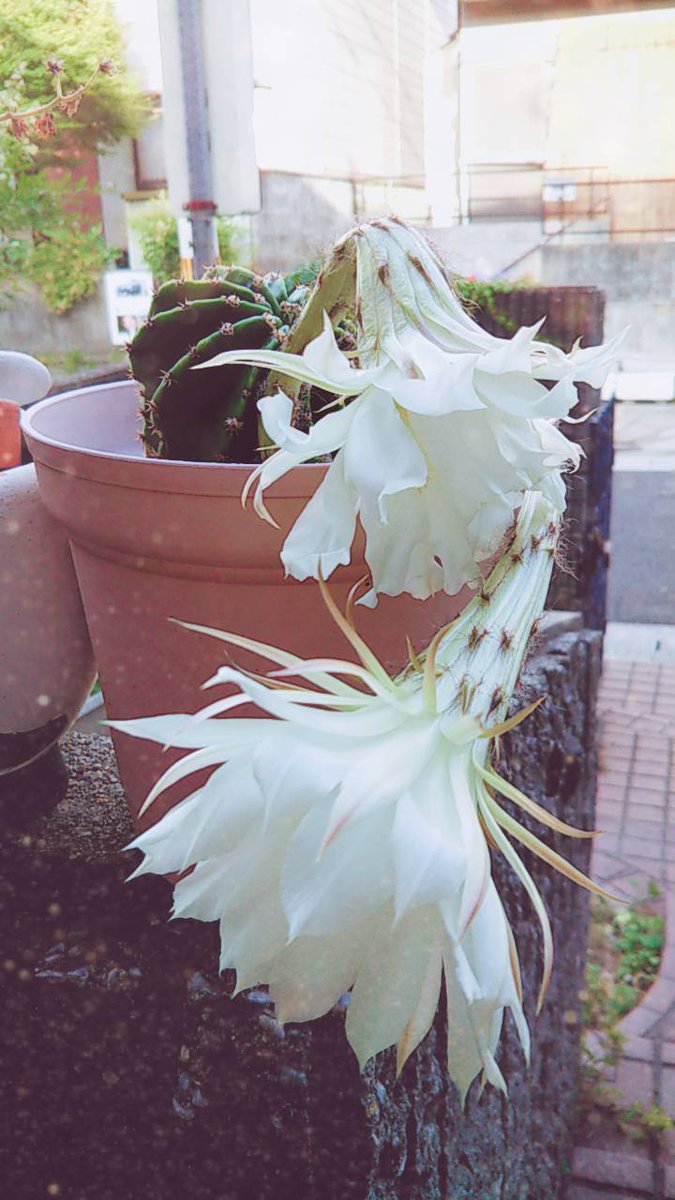 11 サボテンの花が咲きました 何年も置いていましたが初めてです サボテンの花はきれいっていうのは聞いていましたが本体より 大きいなんて知りませんでした サボテンの花はすぐ終わるらしいのでよく見ておきます