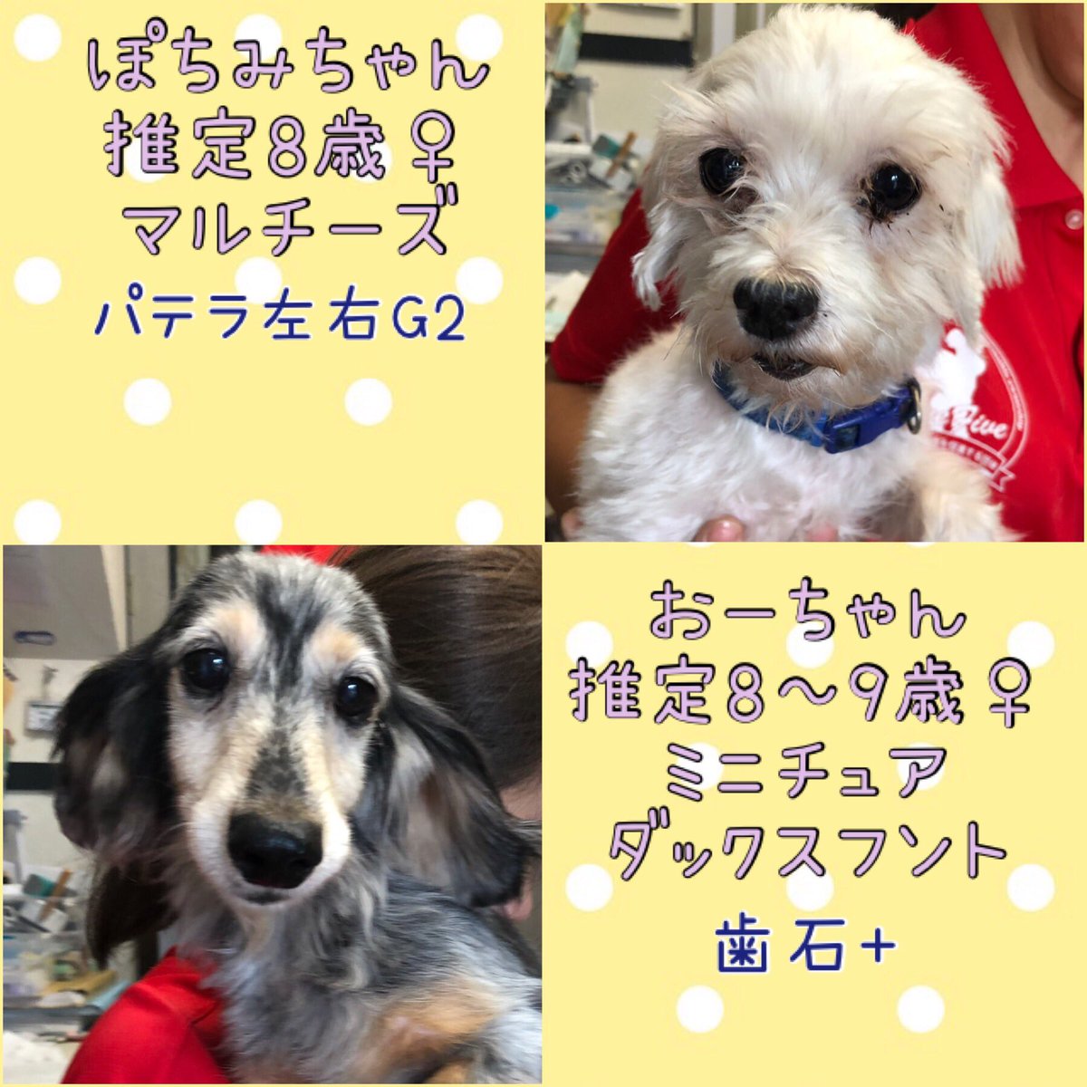 hogocafe_tachi's tweet photo. 本日保護のワンちゃんたちです🐶

推定8～9歳の女の子たちです。 
抱こうとするとめいっぱい体をこわばらせて耐えています💦

一人でも多くの方に
保護犬たちの存在を知っていただき
一つでも多くのチャンスがありますよう
拡散のご協力をお願い致します。

#拡散希望 #保護犬 #保護犬カフェ立川店 https://t.co/H5iCwb8B7y