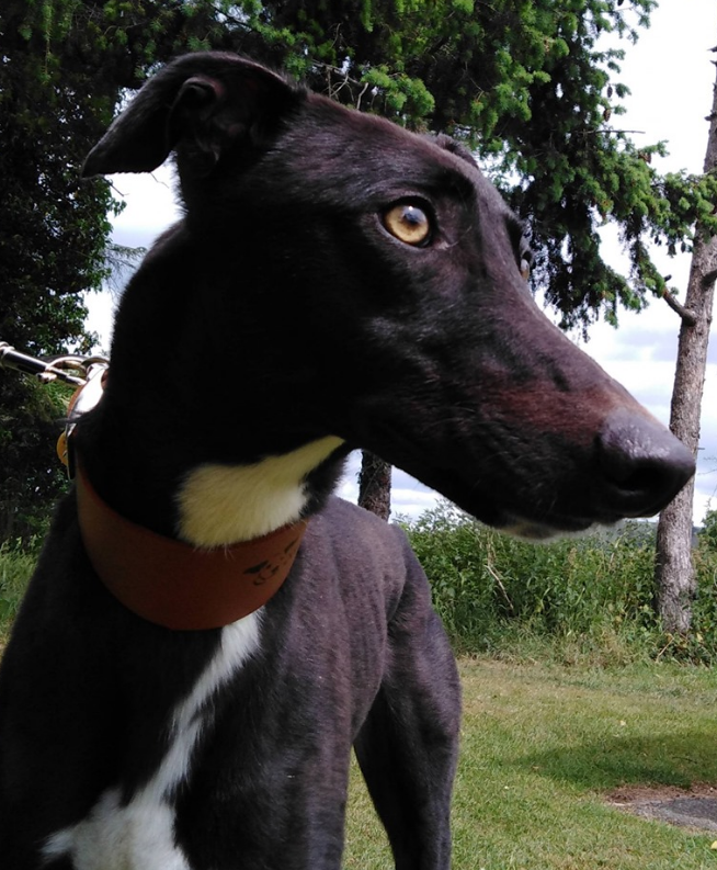 LexiAndPals's tweet photo. Meet Rufus, another new recruit this week.
Yet another nervous chap who will require time and patience.

https://t.co/bh9ITR5yv0
07598 383 786

#DogWalking // #DogSitting // #CanineBehaviorAdvice // #DogTraining

#ChippingCampden #Evesham #WorcestershireHour https://t.co/WqCKC5ubYA