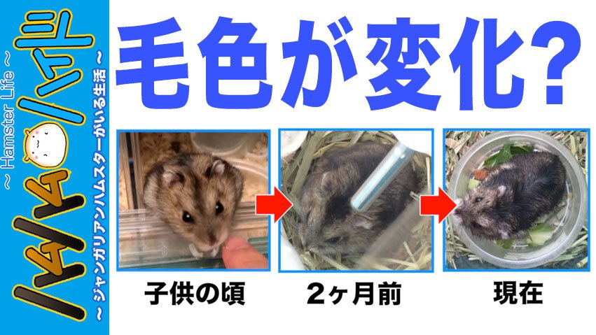 ペガサスハイド 絵の描き方本発売決定 Pa Twitter 新動画up 不思議 だんだん黒くなるハムスター 昨晩チラッと つぶやいた栞のことです なんとなく毛色が黒くなったような気がします 少し長毛なのはお母さんのヒマの遺伝です ハムスター ジャンガリアン