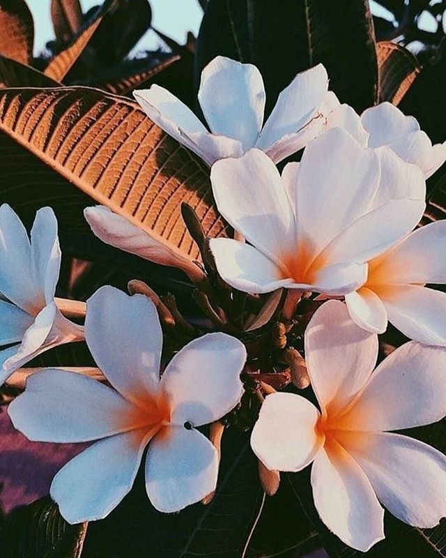 Couché de soleil sur les tropiques 🌞 #mood #flowers #tropical #inspiration bit.ly/2ZbhFba