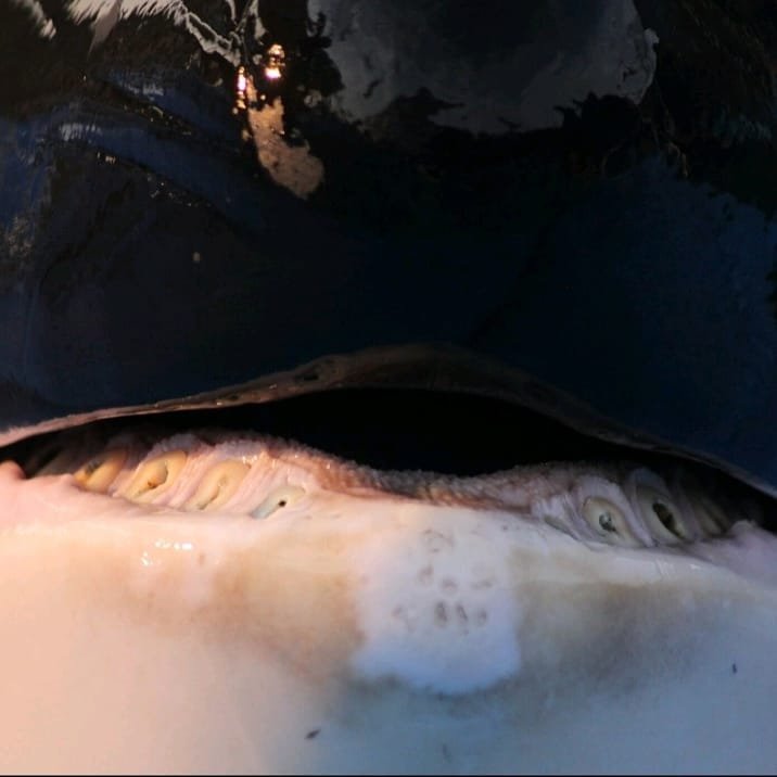 Dolphin Project on Twitter: "Orcas at Port of Nagoya Aquarium suffer