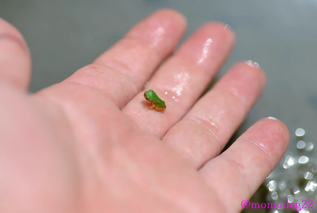 指乗りサイズのアマガエルがかわいい