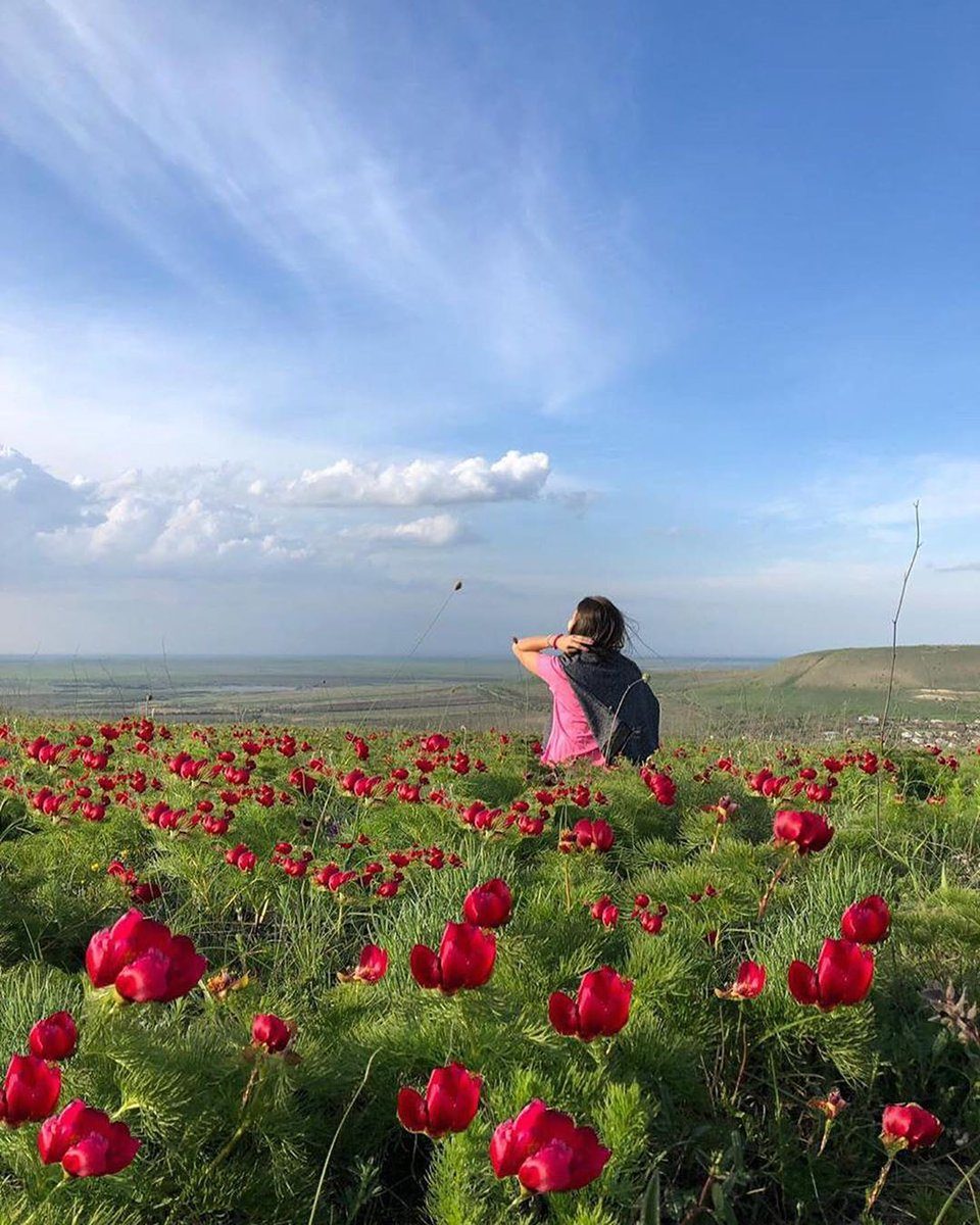 Поле пионов