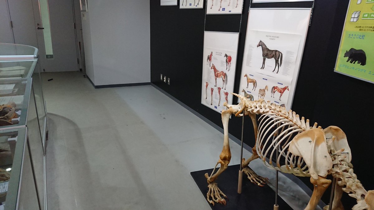 北大獣医 標本展示室 明日から北大祭です 獣医の標本展示室も一般開放されるんですが 普段 クマの骨格標本の後ろで皆さんをお出迎えしているウシさんが行方不明に ウシ 骨格標本 北大獣医 標本展示室 明日から北大祭です 獣医の標本展示室も一般開放されるんですが 普段 クマの骨格標本の後ろで皆さんをお出迎えしているウシさんが行方不明に ウシ 骨格標本