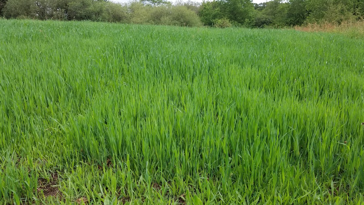 Glenn is a member of our Oat Circle and has grown milling #oats for the first time this year on his smallholding (organic mix concert). Thanks to <a href="/OrgResCent/">Organic Research Centre</a> for the advice, our growers are looking to diversify their crops and the seed they use #seedsovereignty