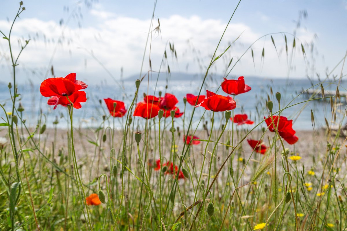 Today we remember those who made the ultimate sacrifice, and put their lives on the line for our freedom....
#Lestweforget
#DDay75thAnniversary