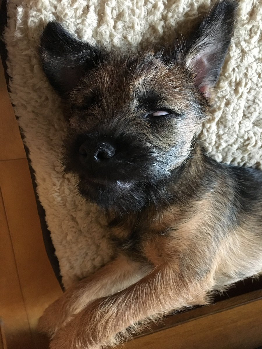 Hubble_BTerrier's tweet photo. #ThrowbackThursday to my puppy days when I would often sleep like a zombie. 🧟‍♂️ 😆 #BTPosse #tbt #eyeroll #BorderTerror https://t.co/ah5IJrBLaP