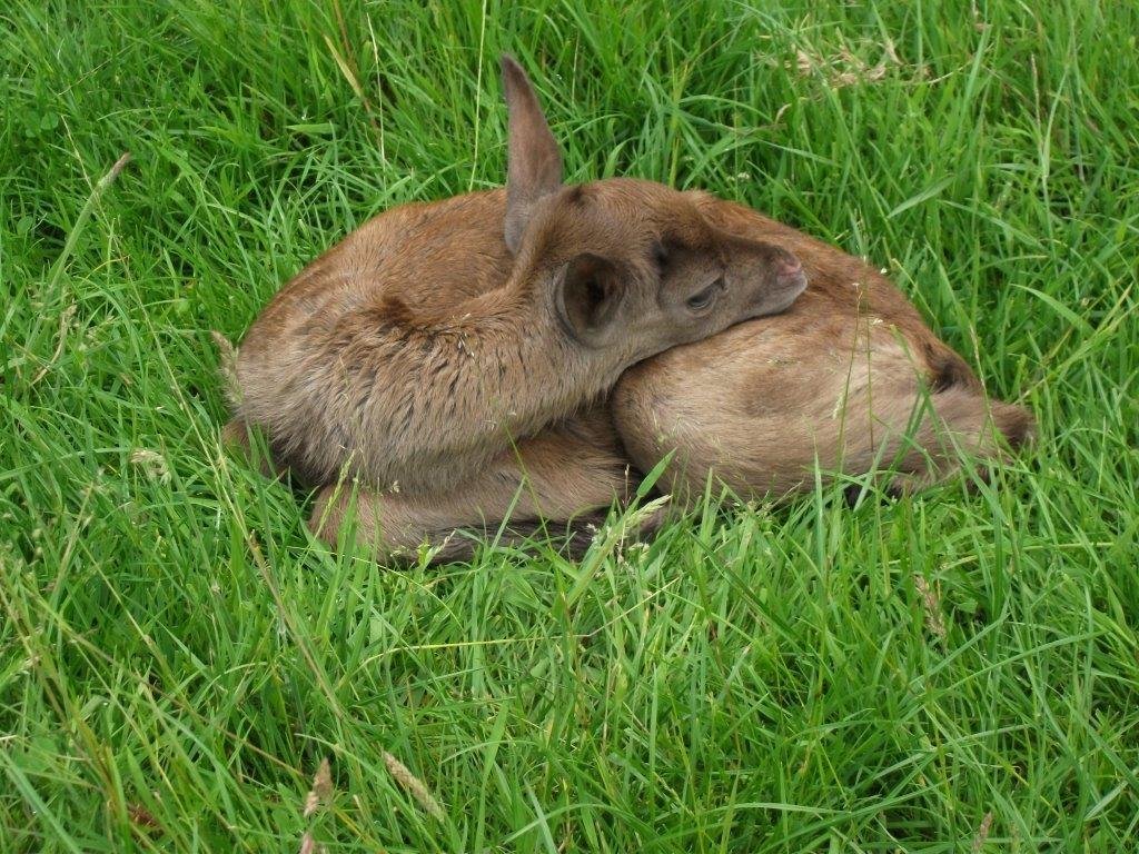 CoLEppingForest's tweet photo. Please be aware that at this time of the year, the fawns are being born in #EppingForest. Please keep dogs under very close control to prevent disturbance to the fawns &amp; if you do come across a fawn in the grass, please do not disturb it - the mother will be nearby &amp; returning. https://t.co/a6dKZ47Y13
