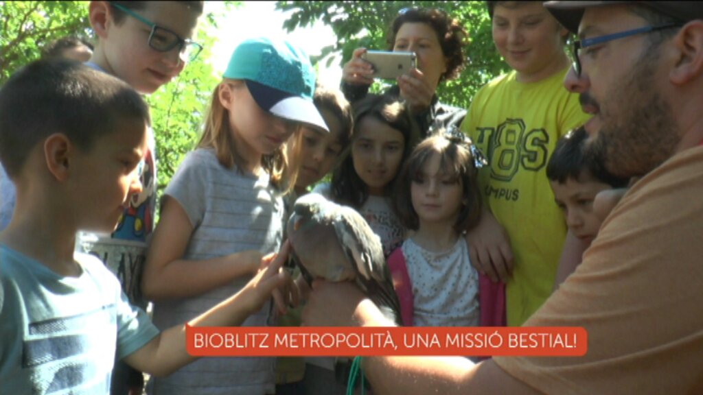 som3cat's tweet photo. 🦋 🐭 🐸 Quants tipus d'animals viuen a l'àrea de Barcelona?  Per l’#InfoK hem sabut que 1.400 persones han participat en el projecte #BioBlitzBcn de ciència ciutadana i han arribat a comptar 120 espècies diferents ▶️ https://t.co/Y6ge56cqnz @LaiaSz https://t.co/4bYBcSgq3r