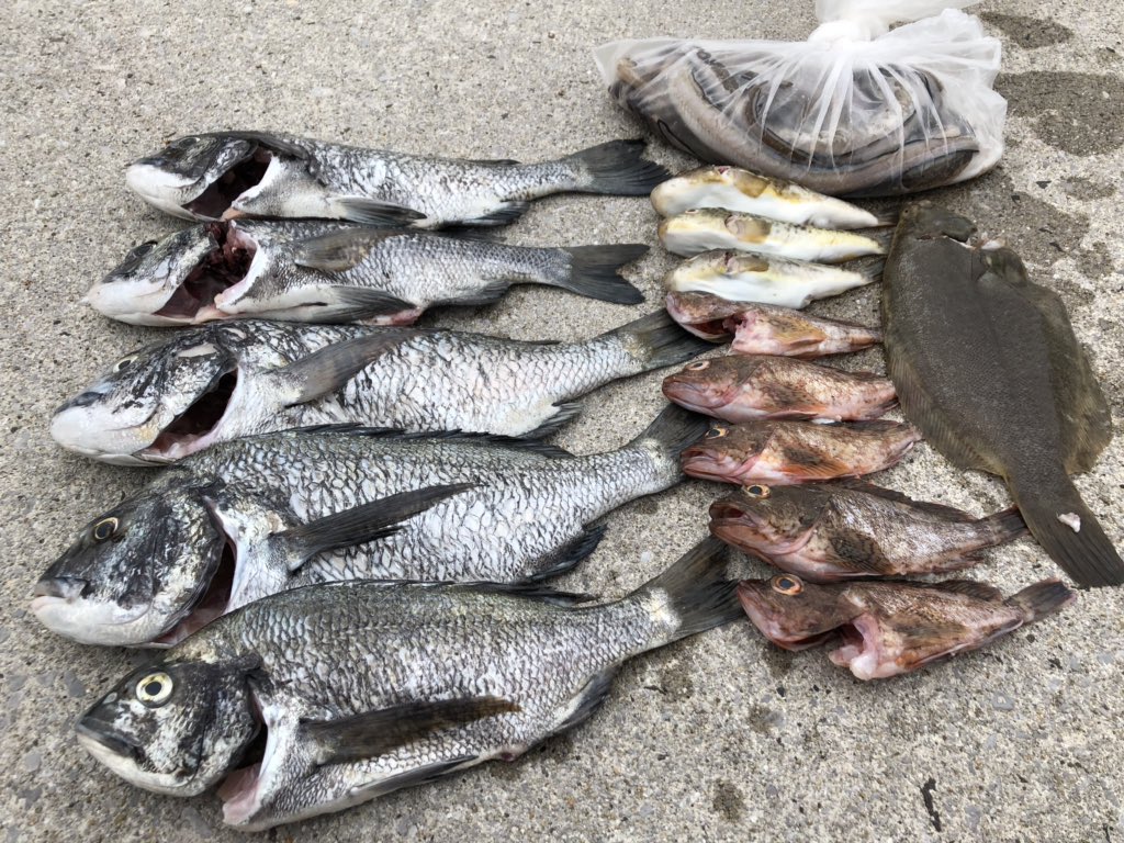 京都大学釣りサークル 魚人 3人で瀬戸内の男木島に投げ釣りに行ってきました 本命の真鯛は釣れませんでしたが 良型のチヌ複数にカレイ カサゴが遊んでくれました ユムシだけでこの釣果という魚影の濃さに驚かされ また行きたいと思いました 京都大学釣りサークル 魚人 3人で瀬戸内の男木島に投げ釣りに行ってきました 本命の真鯛は釣れませんでしたが 良型のチヌ複数にカレイ カサゴが遊んでくれました ユムシだけでこの釣果という魚影の濃さに驚かされ また行きたいと思いました