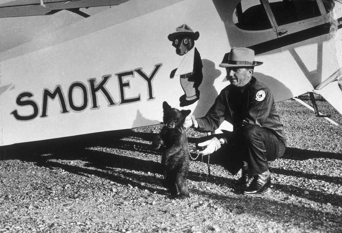 NationalZoo's tweet image. 🐻🔥 Smokey Bear weighed 11 pounds when he arrived at the Smithsonian&apos;s National Zoo as a 3-month-old cub. Fully grown, he tipped the scales at approximately 400 pounds! 📸 Don&apos;t miss our new Smokey Bear exhibit: s.si.edu/2VPXDAY. #ThrowbackThursday #SmokeyBear75