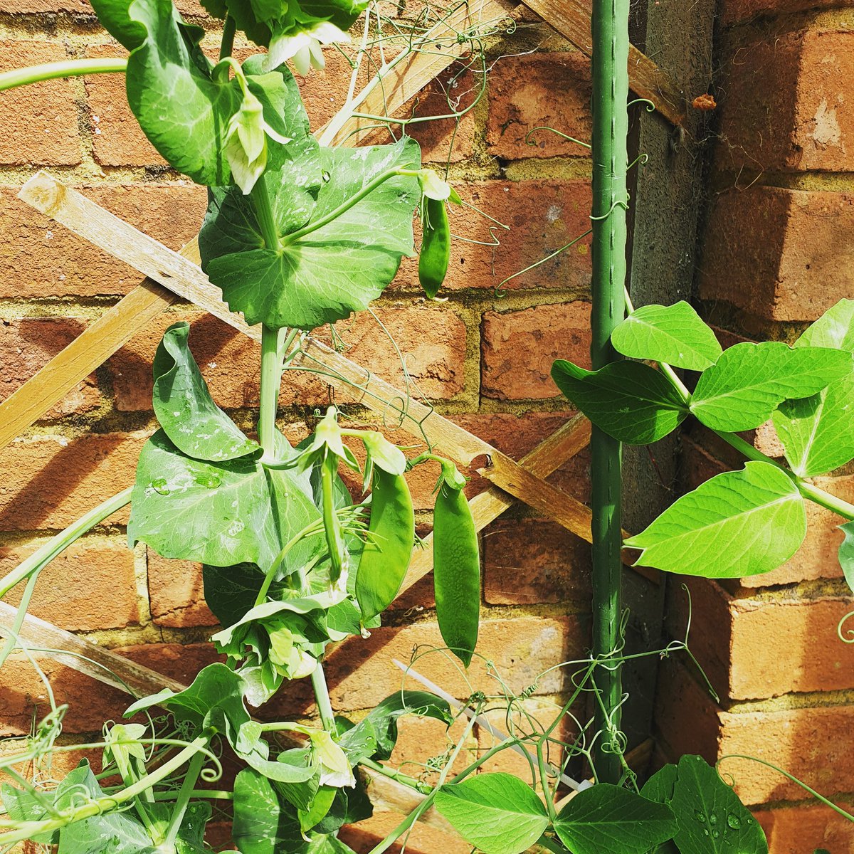 When the garden starts producing 😍 #homegrown