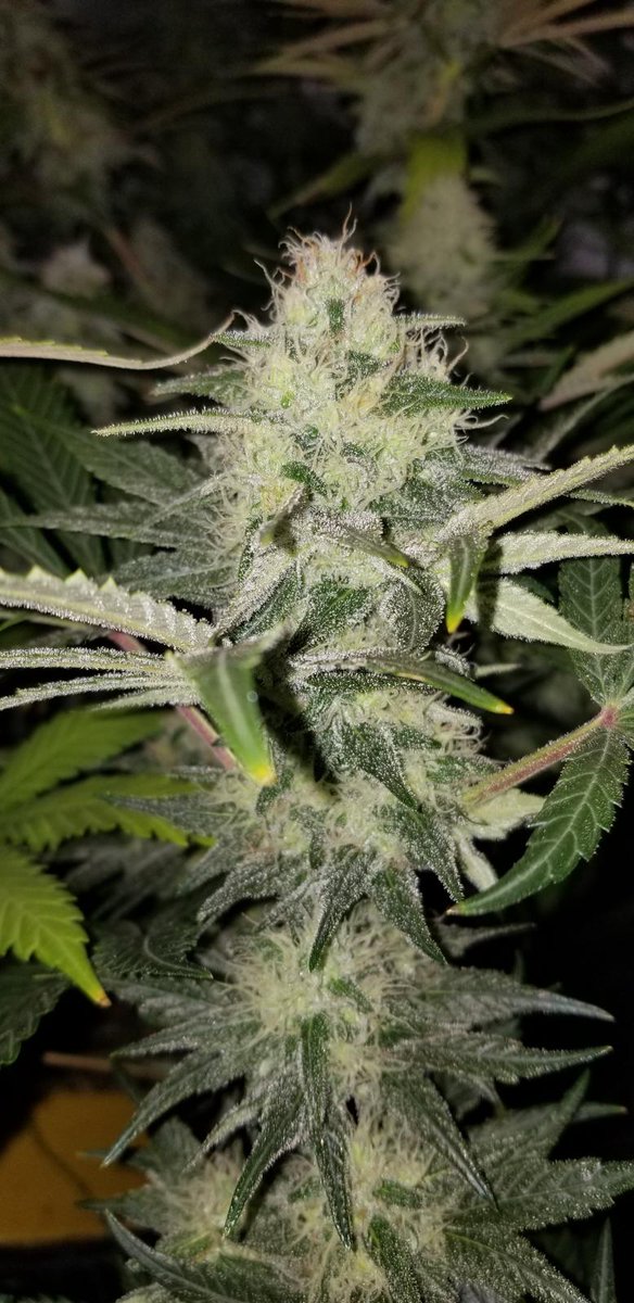 NirvanaShop's tweet photo. Blue Dream - https://t.co/cmx05mlJyk -- #cannabiscommunity #cannabis #legalize #gyo #marijuana #mmj #indica #Sativa #thc #cbd #dank #stoner #stoners #budporn
#greenporn #cannafam #cannafamily #ppp #greenthumb #dank #smokeweedeveryday #nirvanashop #nirvanaseeds #trichomes https://t.co/78cxYUBklj