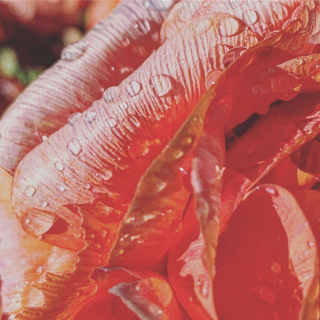 Hélène Scott tweet media