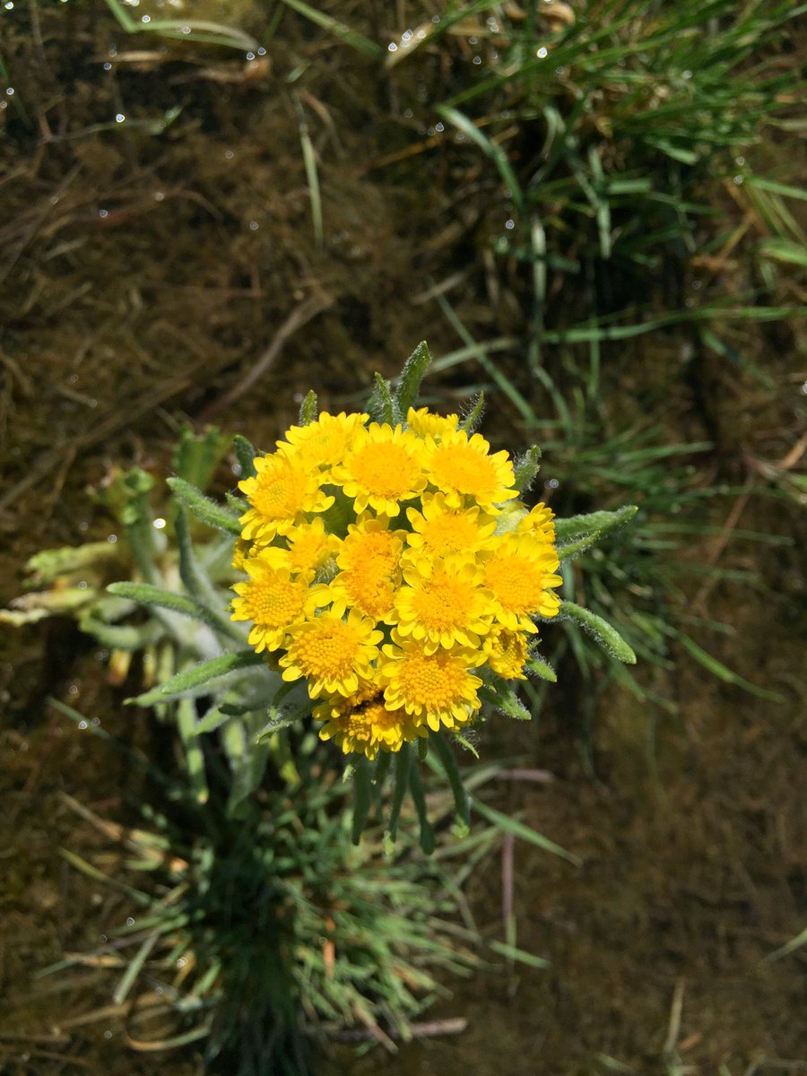 UAlbertaRRI's tweet photo. Marsh ragwort, a native wetland aster, at @UofAALES Kinsella Ranch (Tephroseris palustris aka Senecio palustris) https://t.co/ucs0GrVbrA