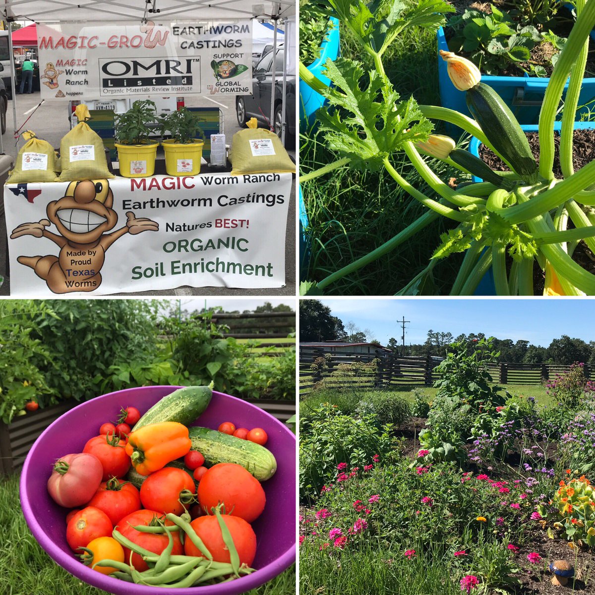 magicwormranch's tweet image. Discover the MAGIC of Earthworm Castings! Feed your soil, feed your plants. This weekend you’ll find us at #downtownbrenham Fri, @MarketTomball Sat, &amp;amp; #Bridgeland Sun #wormcastings #nutrientrich #organic #soilamendments #soilfoodweb #microbes #wormpoop #garden #landscape #local