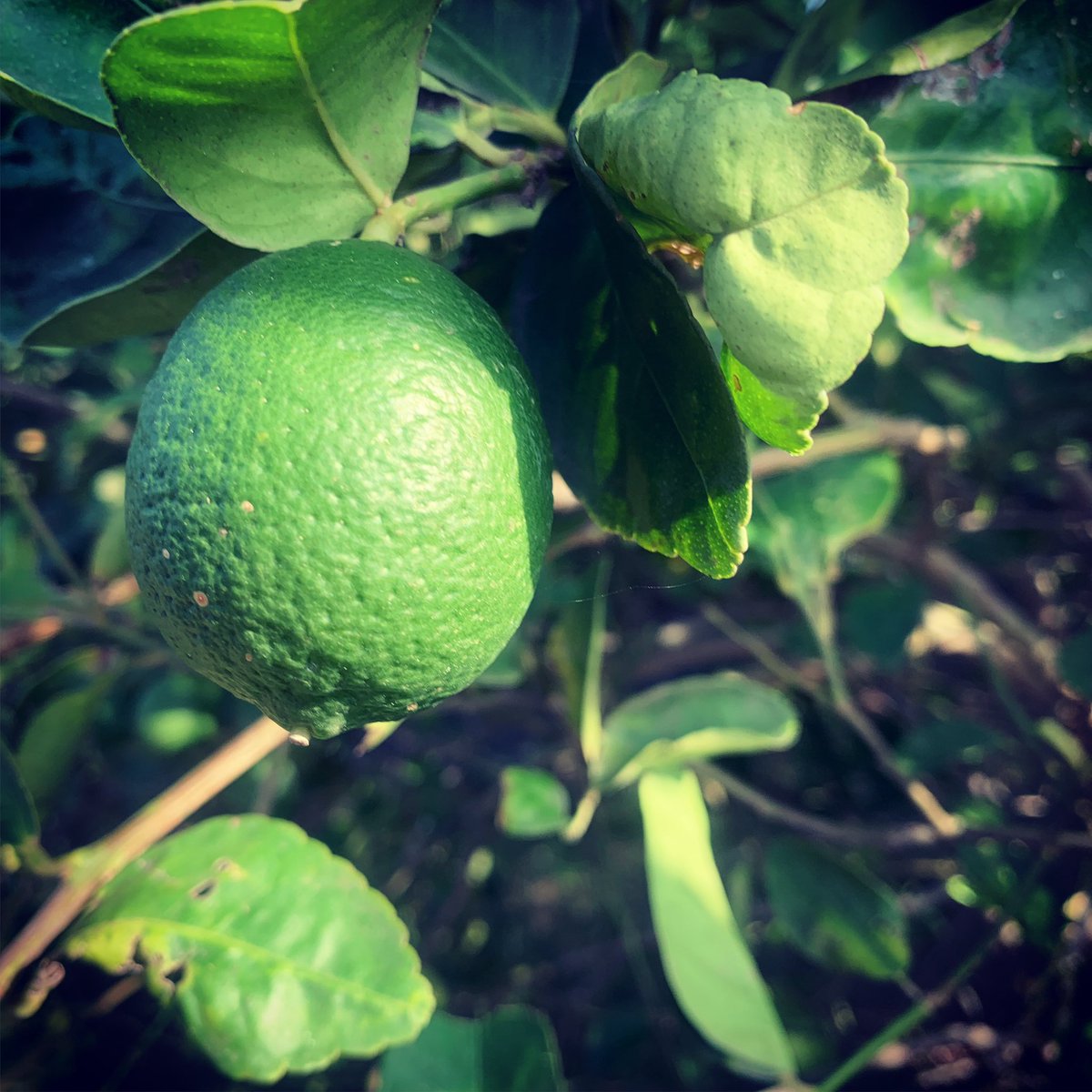 SouthsideSoda's tweet photo. Visiting @uscitrus checking out their lime orchard. We use a blend of oranges, lemons and limes to give our cola a refreshing citrus finish. 

#texacola #persianlimes #rgv #rgvcitrus #riograndevalley #southtexas #sotex #sanantonio #satx #atx #rgvfoodie #atxfoodie #satxfoodie https://t.co/IsiPQkiRAK