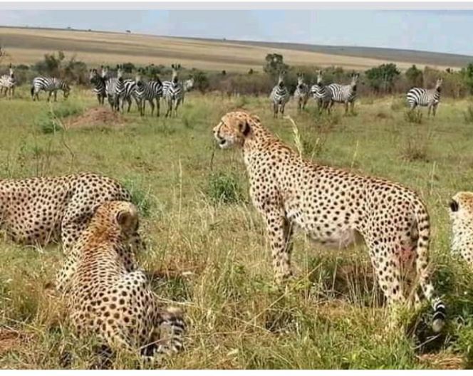 WildSignature's tweet image. #Best month for Kenya #Safari June,July and August   wildsignaturesafaris.com/4-days-masai-m…