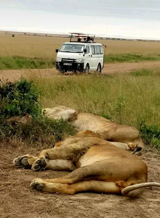 WildSignature's tweet image. #EveryoneNeedAmoment of relaxation even Lion does. So take your relaxation moment at #MasaiMara Safari in Kenya     wildsignaturesafaris.com/4-days-masai-m…