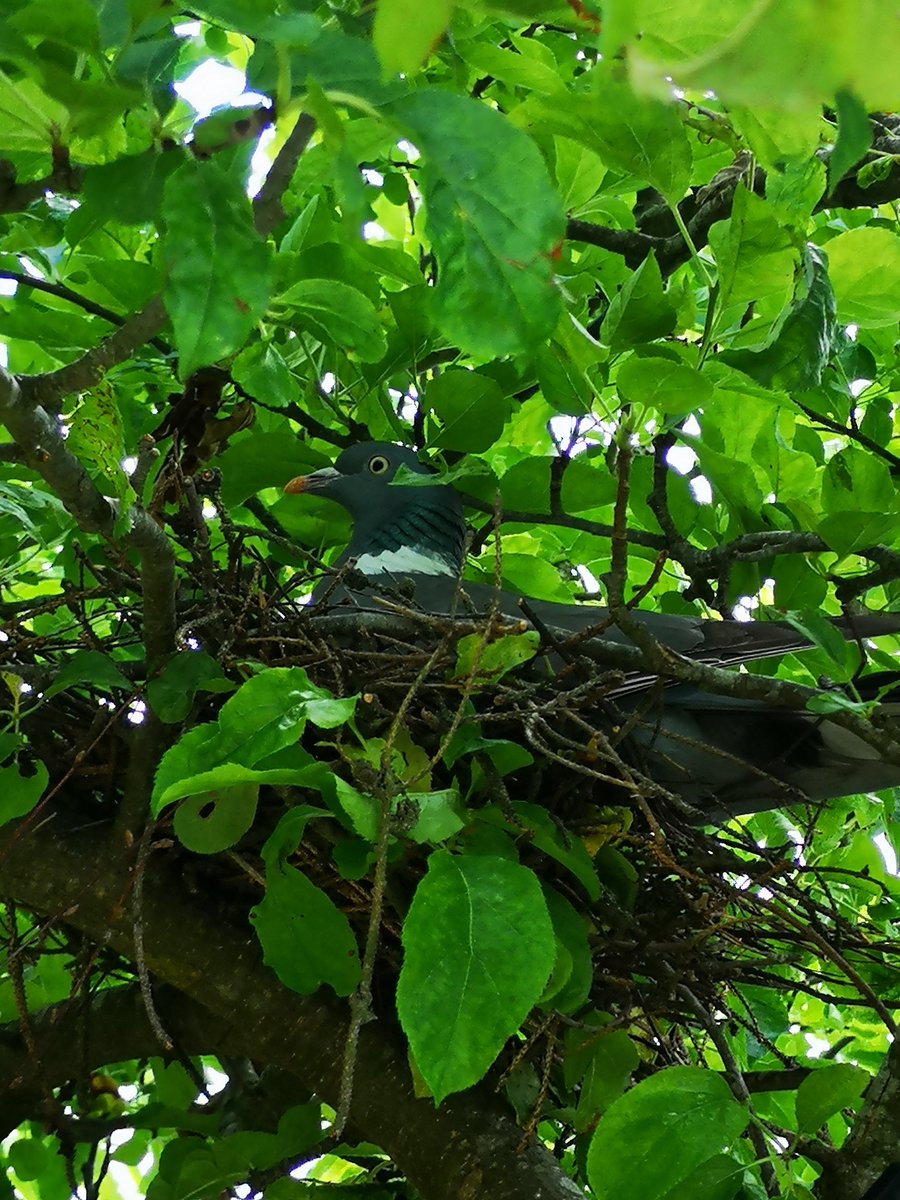 GraphicsHosch's tweet image. Those beady eyes are still watching me #officeview #nature #prints #largeformat #graphics #pigeons #nests