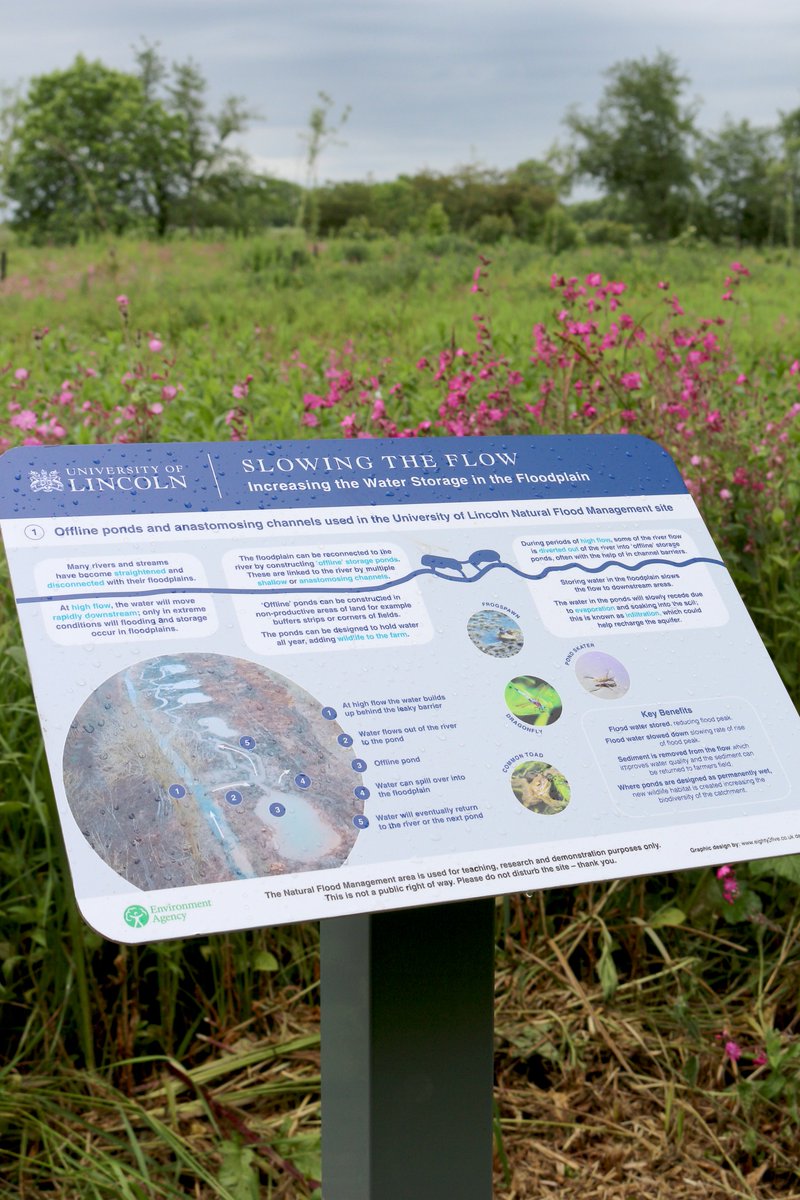 LIATLincoln's tweet photo. Have you seen our newly-installed Natural Flood Management boards situated at our Riseholme Campus? (Kindly funded by @EnvAgency)

They're nestled amongst the red campion - see if you can spot them next time you come for a stroll! 

#NFM #SlowTheFlow https://t.co/DhGApuXRwG
