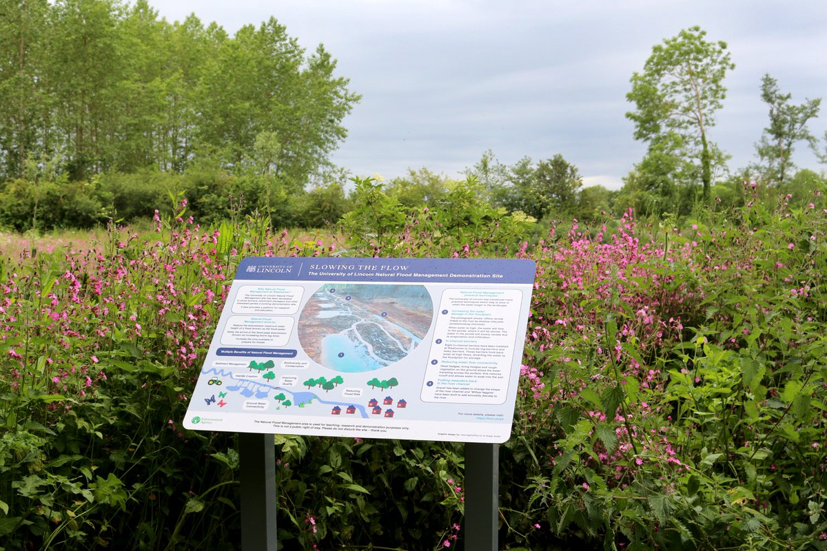 LIATLincoln's tweet photo. Have you seen our newly-installed Natural Flood Management boards situated at our Riseholme Campus? (Kindly funded by @EnvAgency)

They're nestled amongst the red campion - see if you can spot them next time you come for a stroll! 

#NFM #SlowTheFlow https://t.co/DhGApuXRwG