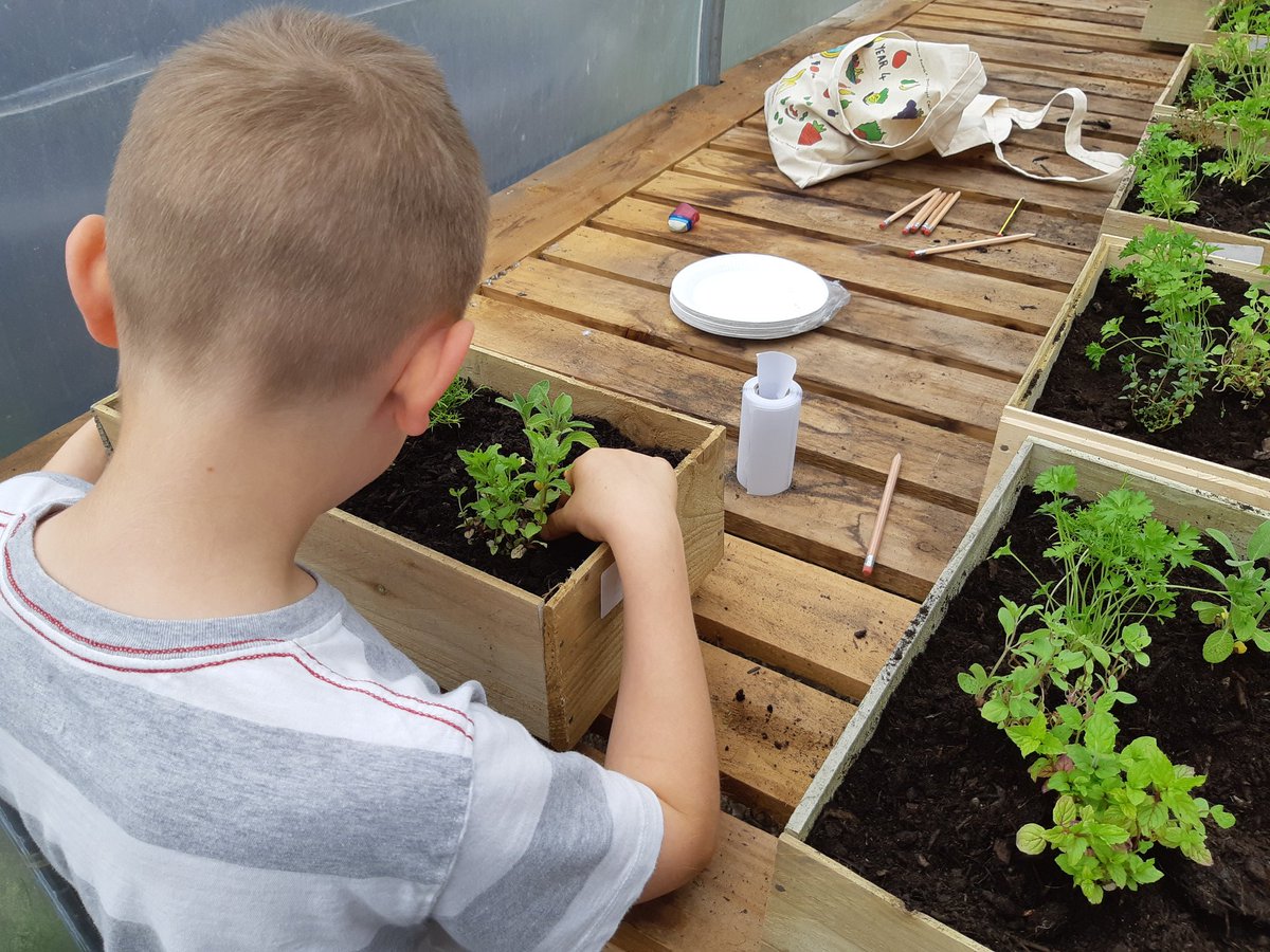 SOT_Enviro's tweet image. Great morning with Yr 5 from @SAfoodforlife silver school #HeronCrossPrimary planting up herb boxes. Some good questions about what dishes they could use them in #FutureChefs @HealthySoT @StokeLearning