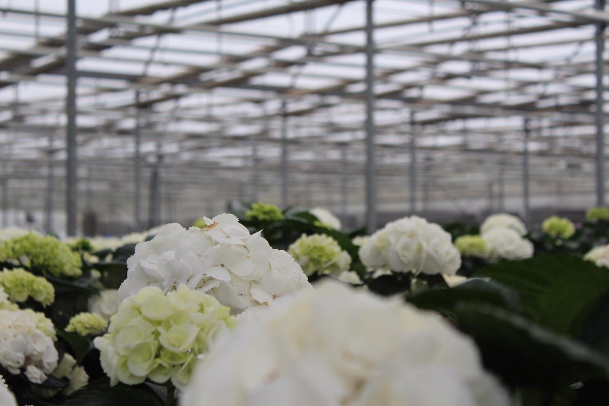 OZ Planten BV tweet media