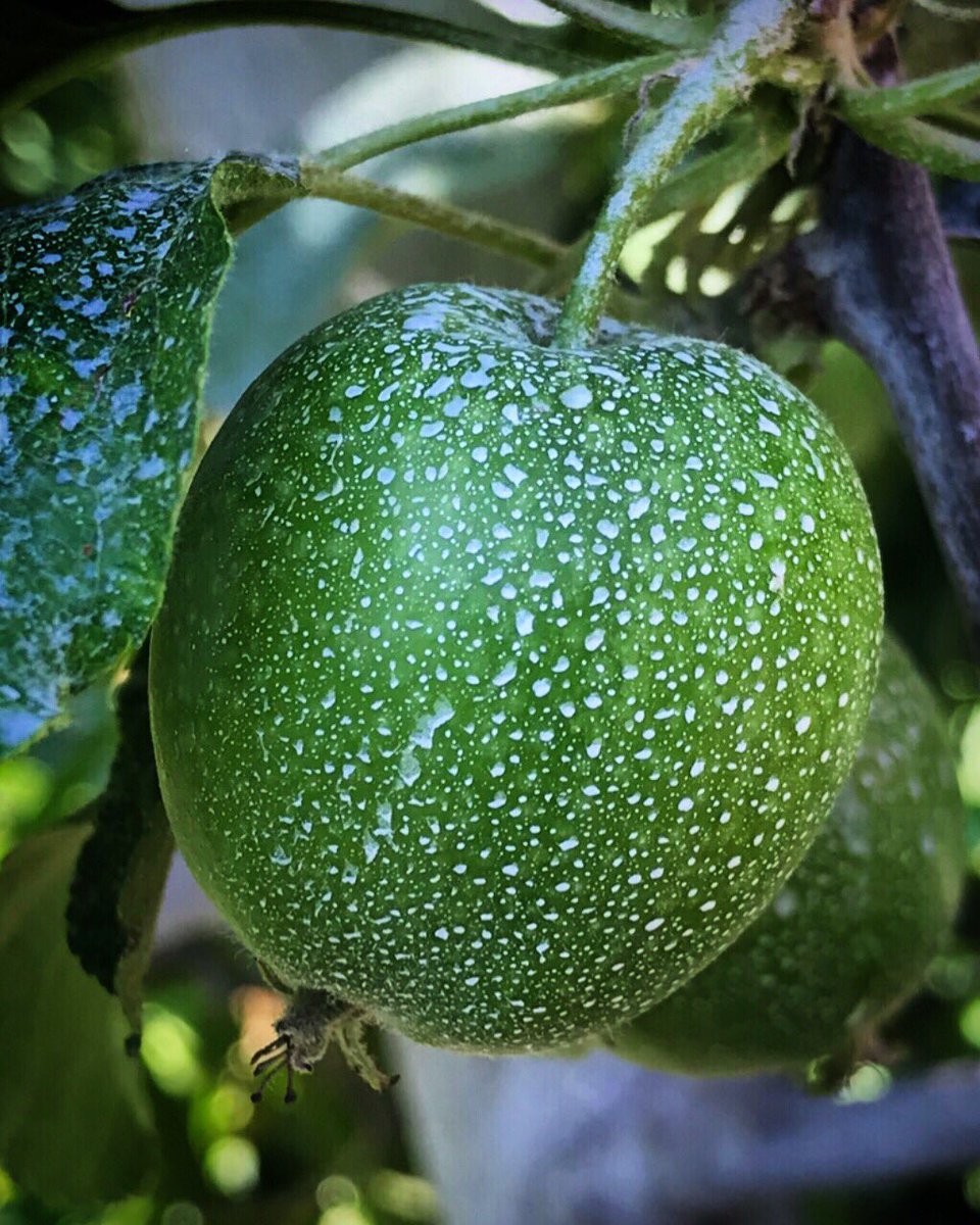 Les températures sont de plus en plus élevées🌡 alors pour protéger nos pommes des coups de soleil 🌞⛱on met de l'argile en guise de "crème solaire" 😉😎🍏rien de plus naturelle 💪😀 #sunprotect #argile #mesfruits #cremesolairenaturelle