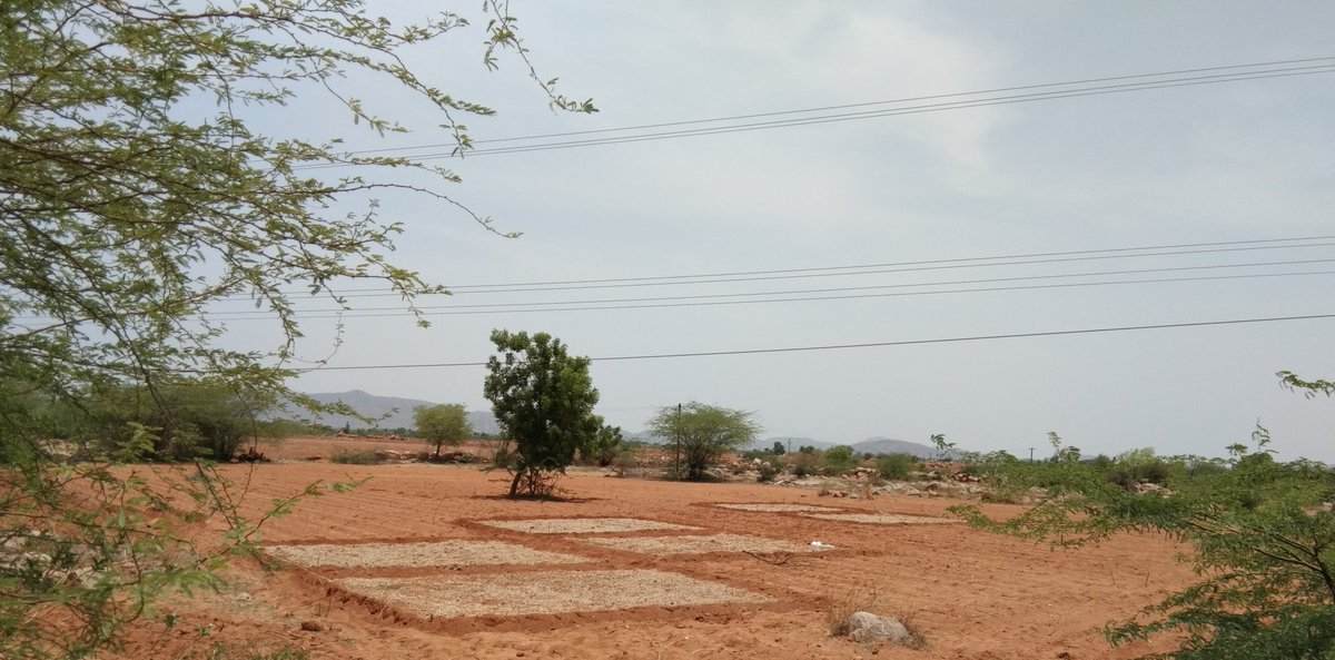 SarathRyss's tweet photo. Pmds experiments in my experimental layout ,broad casting of seeds in different sowing dates,1st sowing date:4th June,
To improve soil fertility &amp;save the environment with 365days green cover https://t.co/9z4SVKxIqJ