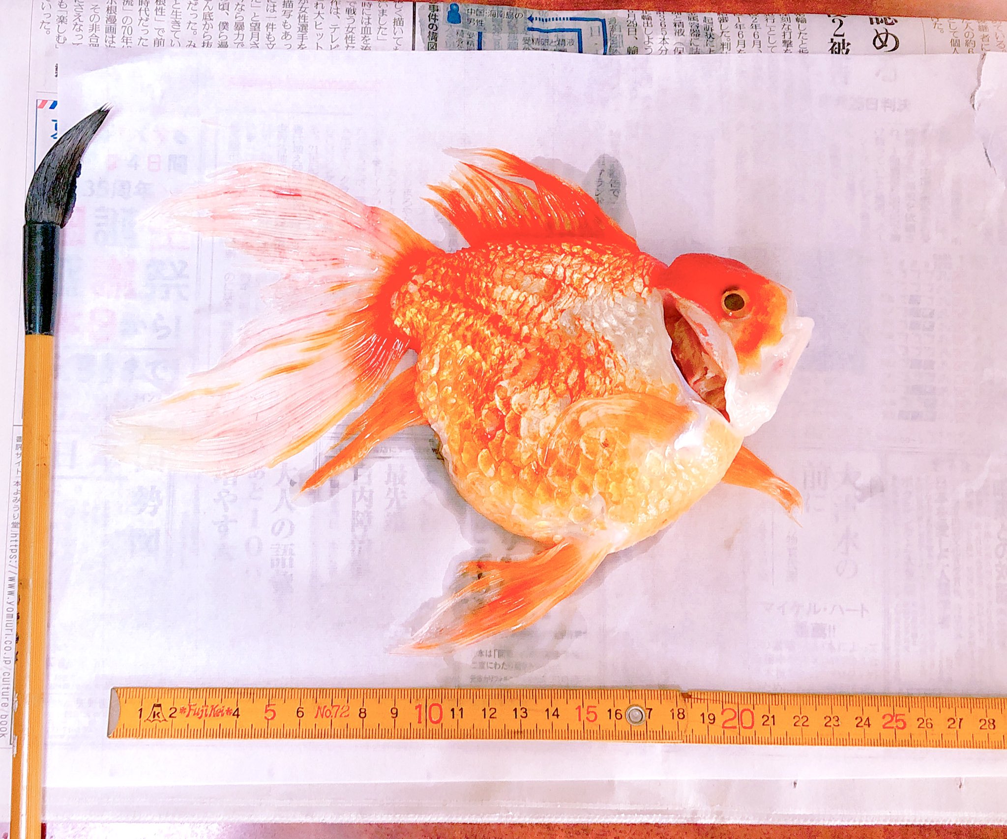 かねこ鮭 A Twitter 2年前くらいからあめり泳がないで水底で座るようになって 金魚って座るんか って思ってたけど 去年の秋から寝たきりで泳げなくなって 餌を食べさせるのに水面まで体を持ち上げてあげる介護が必要になってたんですが もう長くないでしょ って