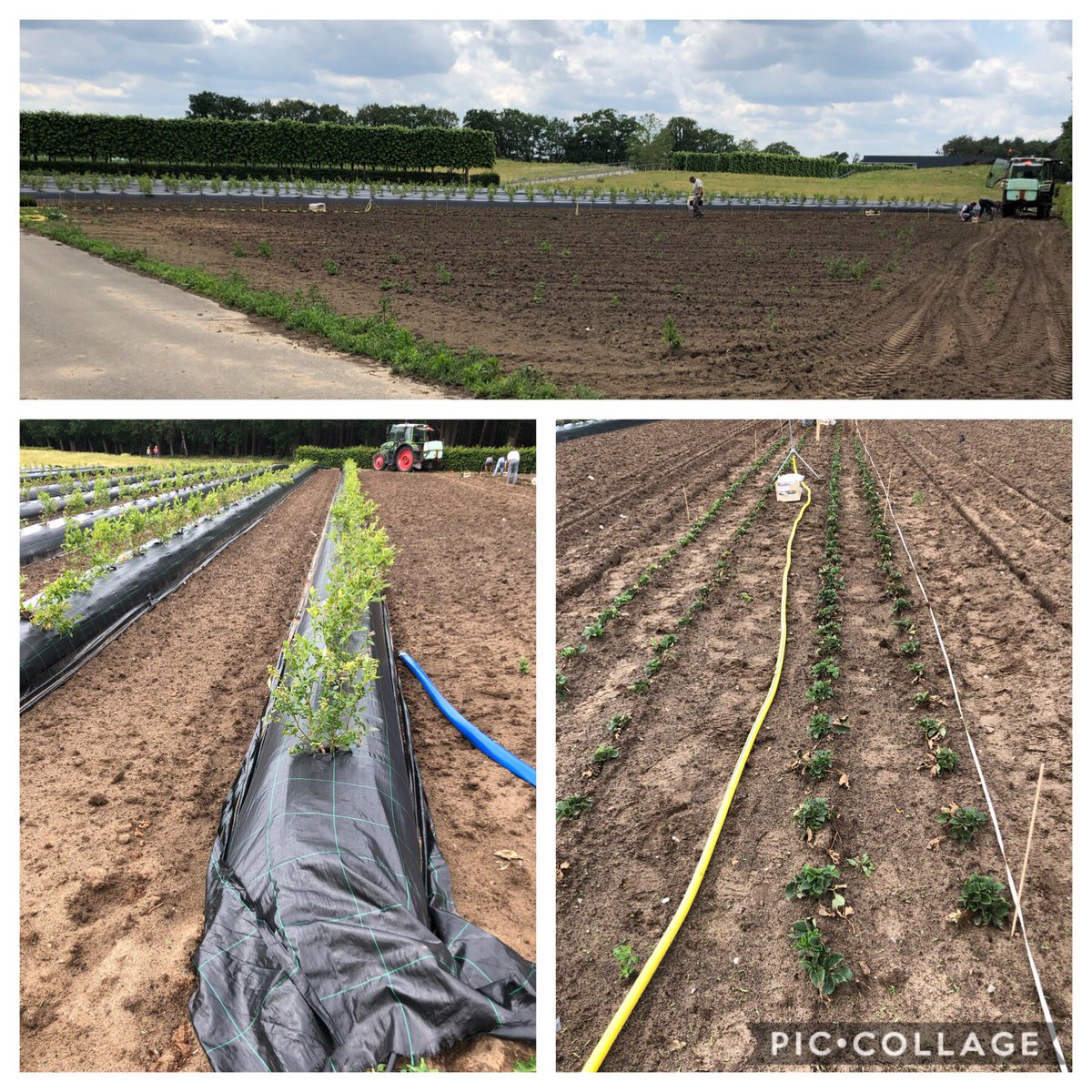 Bright 5: de aardbei en blauwe bes zijn aangesloten!