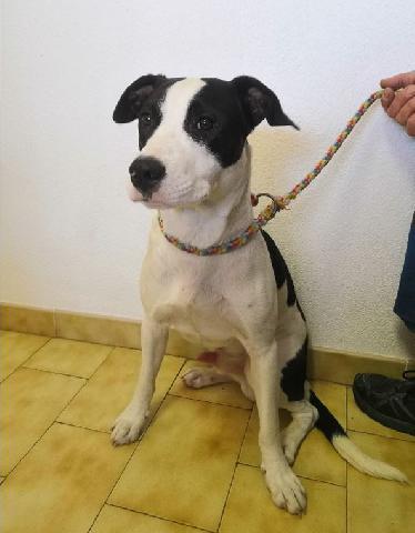 Alerte Animaux Perdu On Twitter Trouvé Chien Blanc Et