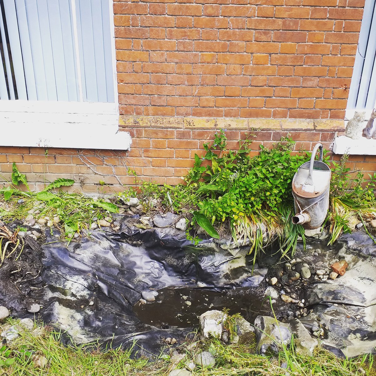 KeystoneTrust's tweet photo. Giving the fish a new home before we turn the pond into a lovely wild garden. So many opportunities to volunteer to help revitalise Riversdale, pop in to find out more #VolunteersWeek #WorldEnvironmentDay #volunteering #fish #thetford #savethefish #pond #Goodtimes https://t.co/IdeUZGeN2U