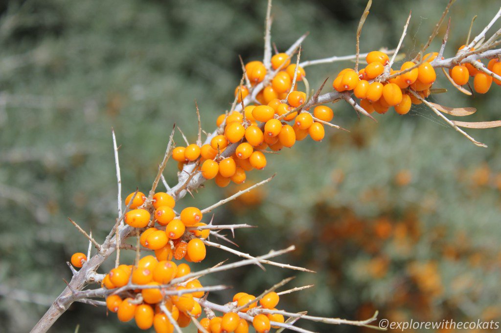 Ecokats's tweet photo. Leh berry (Seabuckthorn) – The wonder fruit from Leh Ladakh, India https://t.co/RyqgIGO3Ay https://t.co/yyEmMPMoBf
