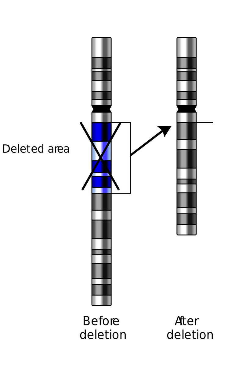 BahariElla's tweet photo. Sometimes a section of a chromosome is lost during meiosis. This loss results in a change in genetic material known as a deletion. #leregentsreveiw https://t.co/b4RFO5WZq2