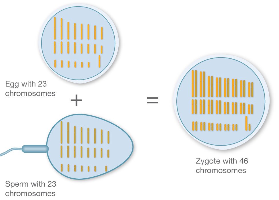 BahariElla's tweet photo. As a result of fertilization, the diploid number of chromosomes is normally restored. #leregentsreveiw https://t.co/CixApyzuIN