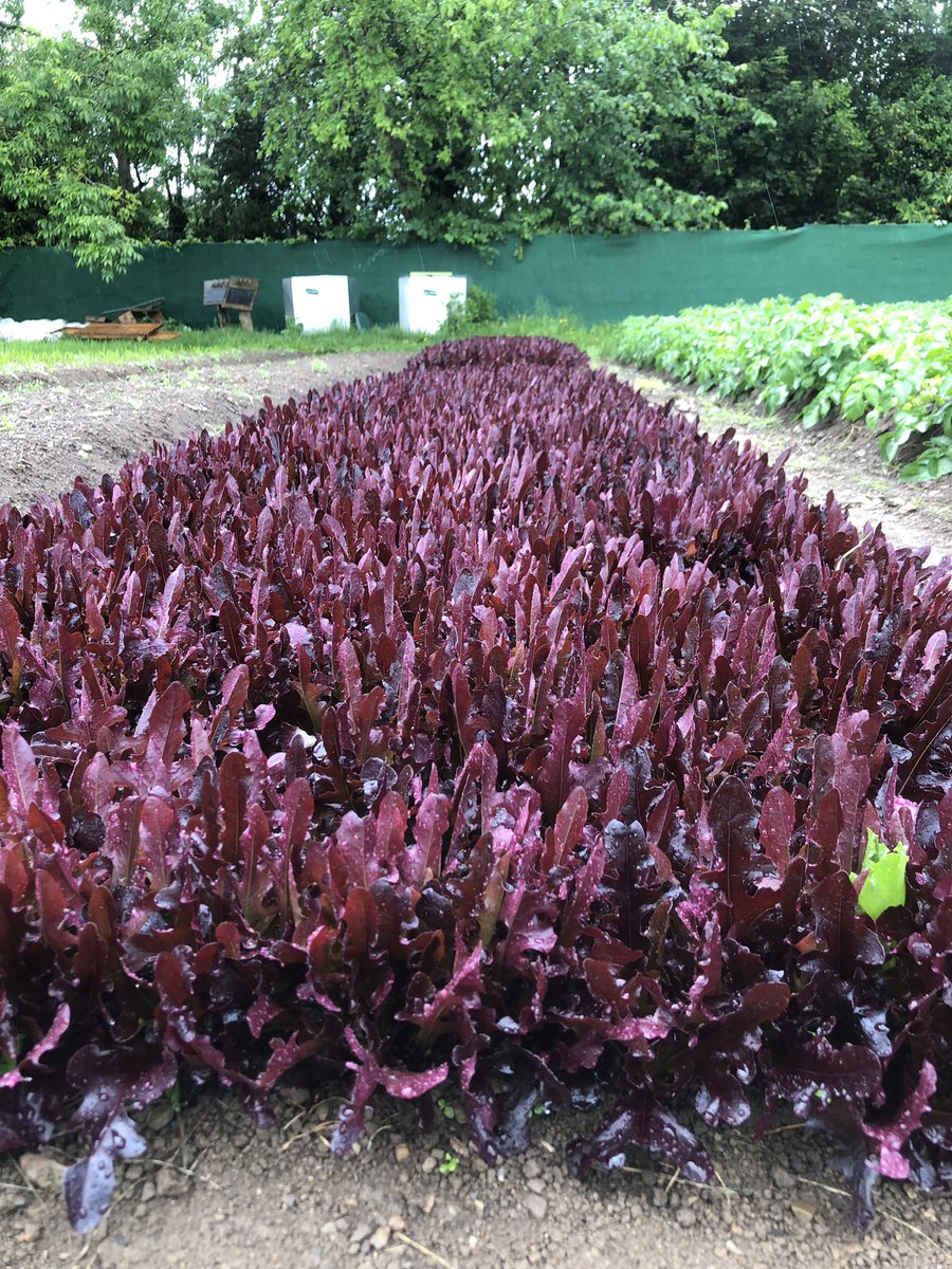 Hello fellow chefs and restaurant owners <a href="/RAI_ie/">Restaurants Association of Ireland</a> We're currently researching sustainability in the food service sector - could you take 5 mins to complete this survey: surveymonkey.com/r/HSMLD9M